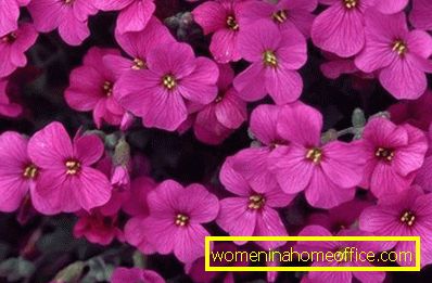 Аубрентиа: фотографија цветне биљке