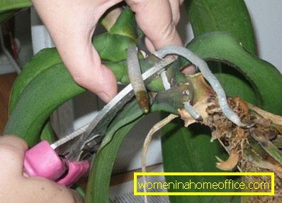 Репродукција орхидеја поделом
