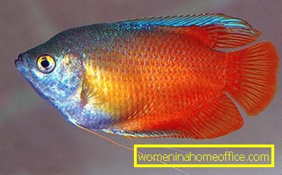 Гоурами - слатководна риба са дугим специфичним перајама на стомаку